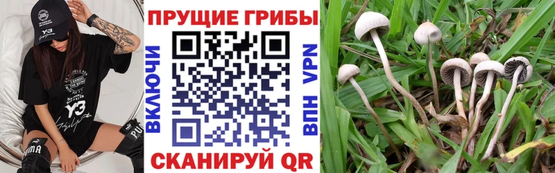 наркотики Крымск Галлюциногенные грибы Psilocybine cubensis